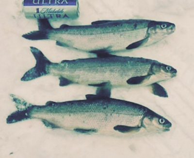A-Frame 16 Fish min Ice Fishing Catch